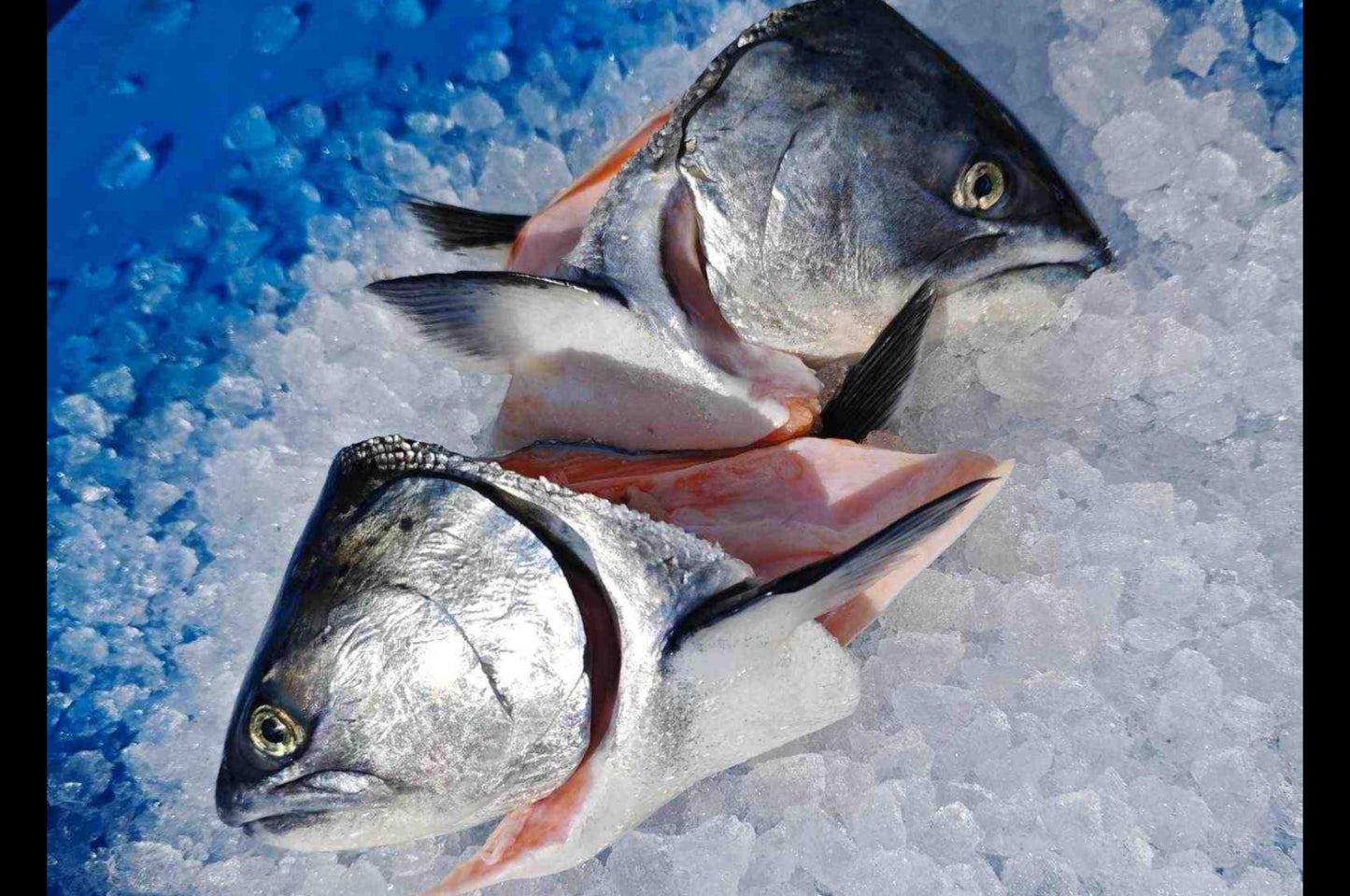 salmon heads high country salmon