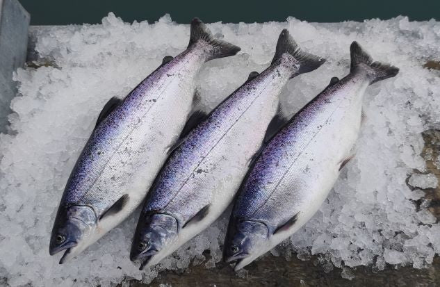 Whole Salmon