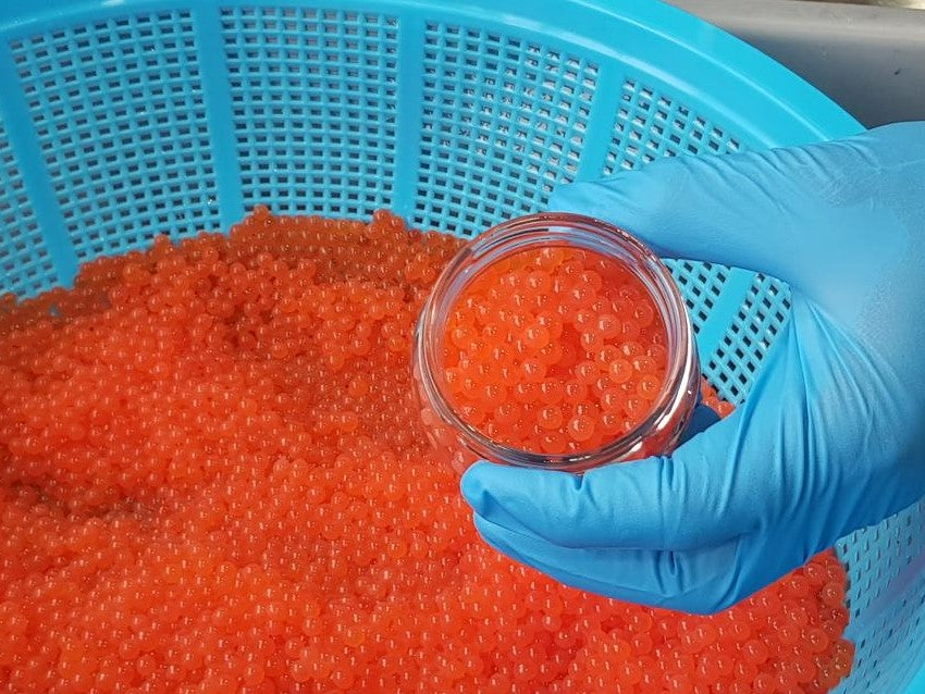 King Caviar - in season now!