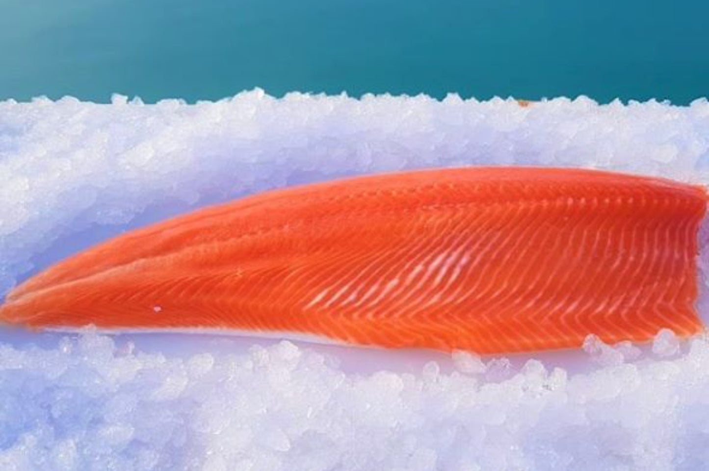 Fresh pinboned salmon fillet