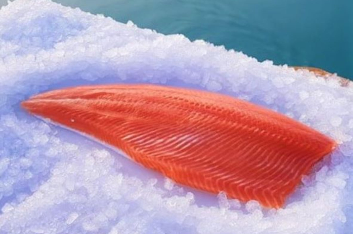 Fresh standard fillet bone in