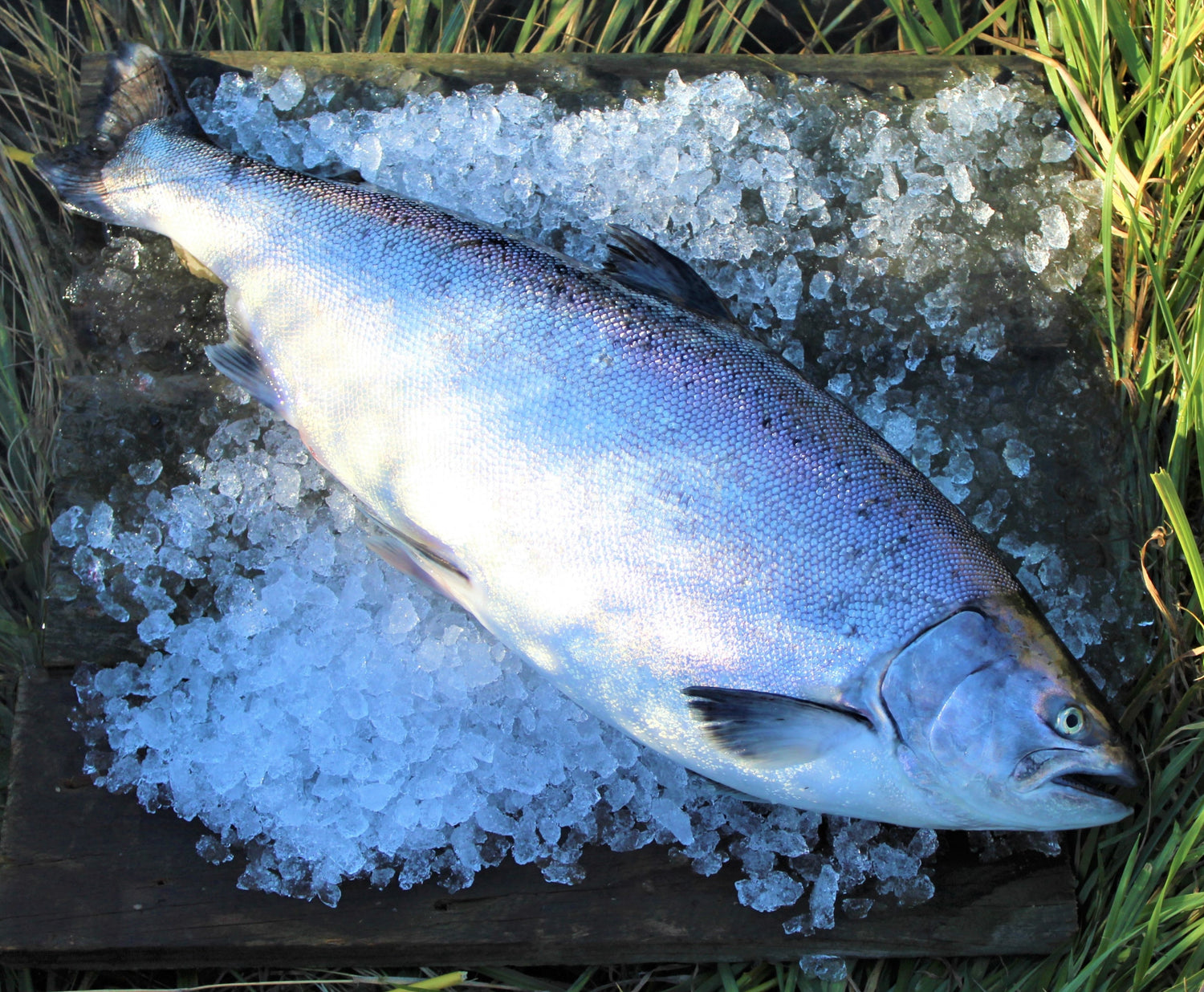 Fresh whole salmon High Country Salmon
