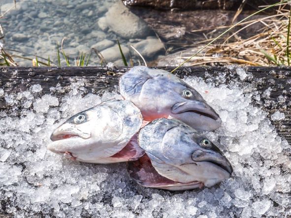 Fresh salmon heads