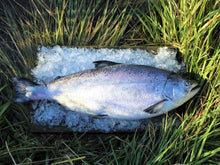 Load image into Gallery viewer, Fresh whole chinook salmon